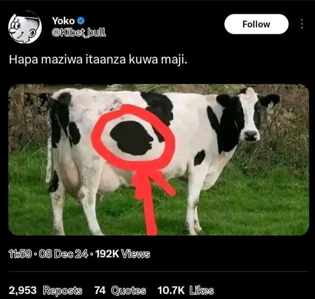 Yoko kibet_bull follow hapa maziwa itaanza kuwa maji. 8 1lę59 08 dec24 192k vews