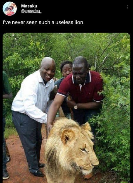 Masaku masaky i've never seen such a useless lion