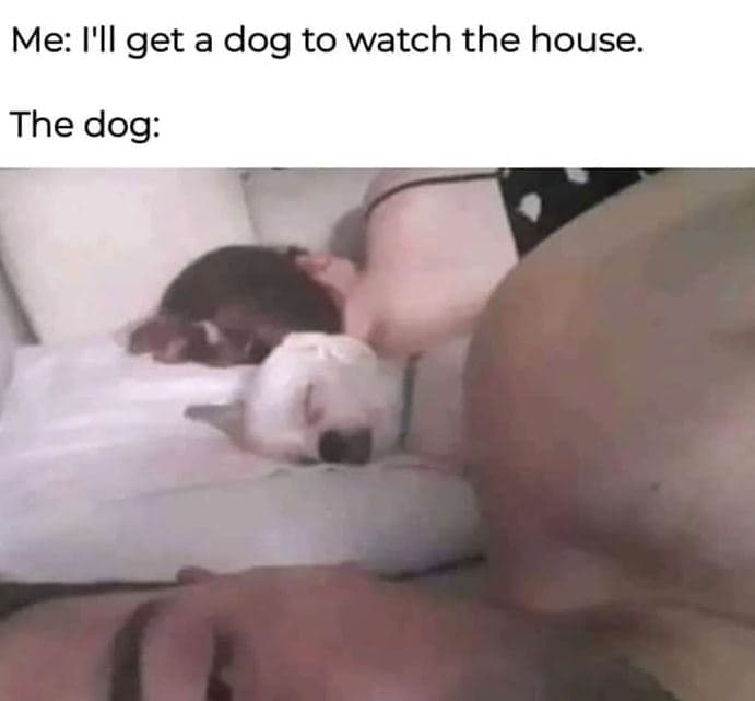 Me i'il get a dog to watch the house. the dog