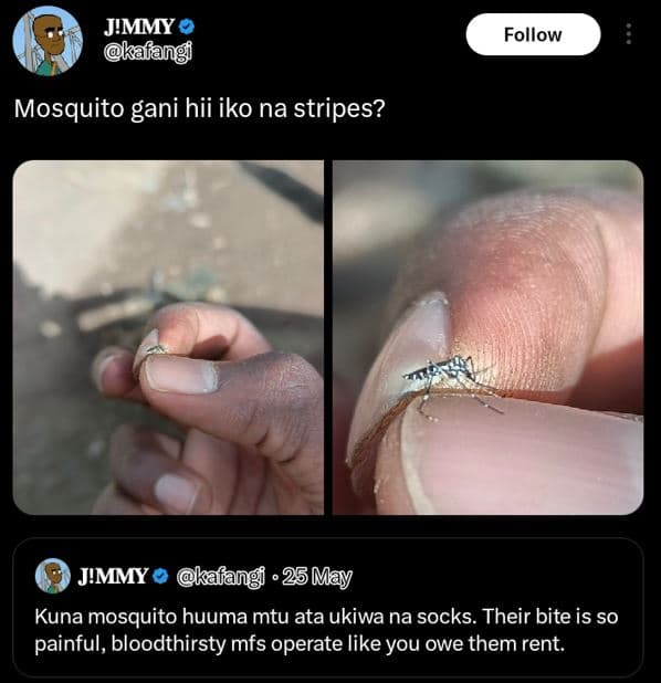 Jimmy kalang follow mosquito gani hii iko na stripes? jmmy kafangi 25 may kuna m