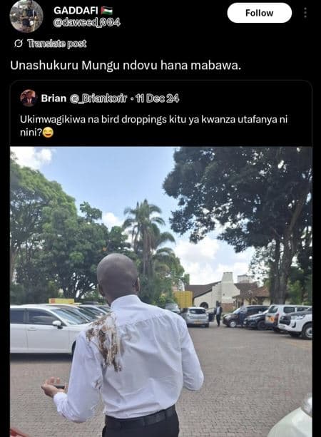 Gaddafi dawecdoo4 follow tanslata post unashukuru mungu ndovu hana mabawa. brian