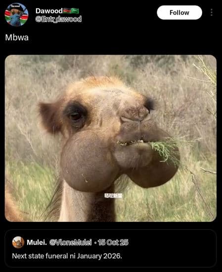 Dawood etdãwñd follow mbwa mulei. mlondmulei . 15 0ct25 next state funeral ni ja