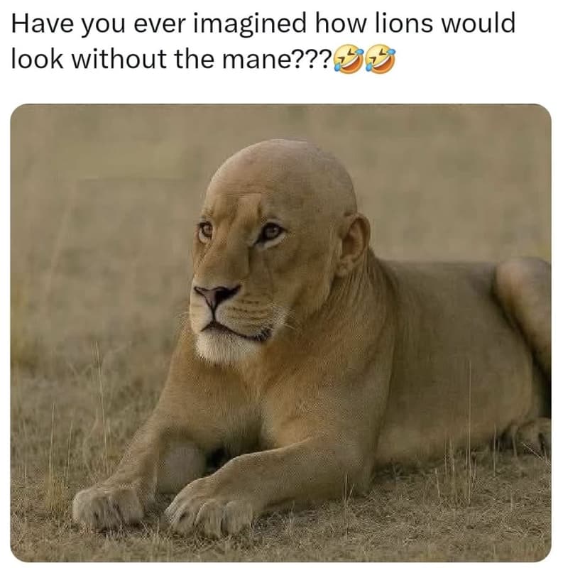 Have you ever imagined how lions would look without the mane???
