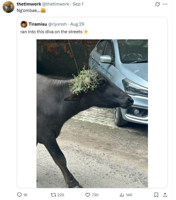 Thetimwork thetimwork sep ng'ombae_ tiramisu rlyvnsh aug 29 ran into this diva o