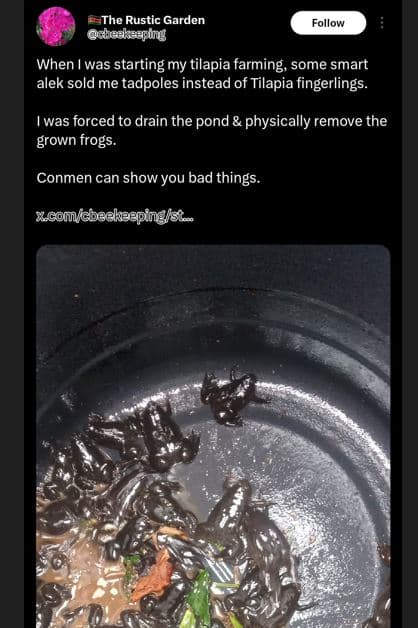 The rustic garden cbeskaeping follow when was starting my tilapia farming some s