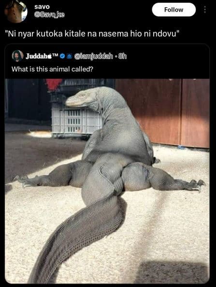 Savo ggaoke follow ni nyar kutoka kitale na nasema hio ni ndovu juddahe iamjundd