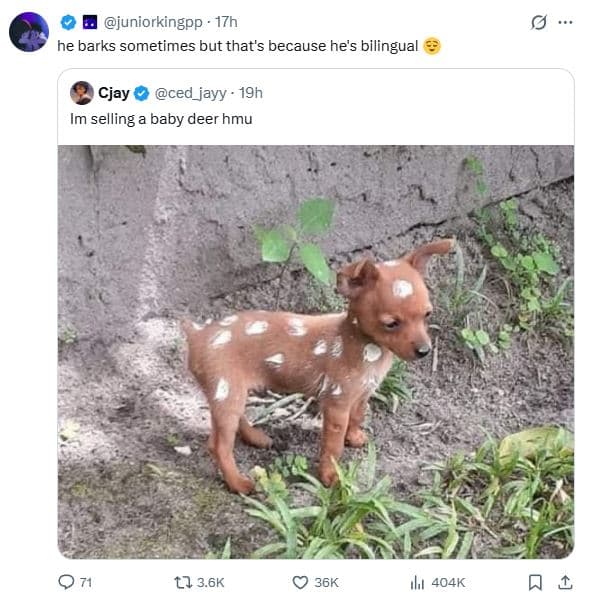 Juniorkingpp 17h he barks sometimes but that's because he's bilingual cjay ced_j