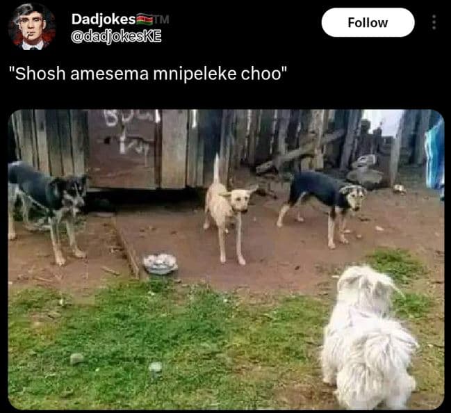 Dadjokes tm dadjokeske follow shosh amesema mnipeleke choo