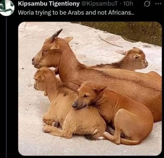 Kipsambu tigentiony kipsambut 1oh 0 woria trying to be arabs and not africans