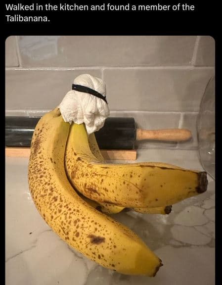 Walked in the kitchen and found a member of the talibanana.