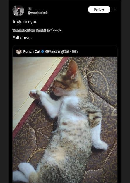 Follow wockrobar anguka nyau turslaredfton suahliby google fall down. punch cat