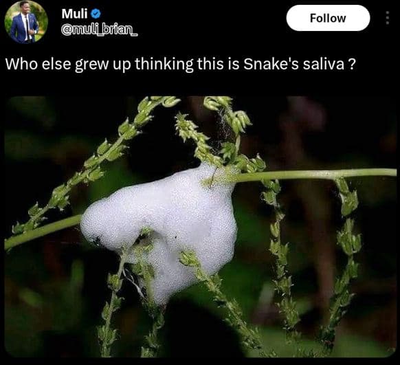 Muli ul_lrian_ follow who else grew up thinking this is snake's saliva ?
