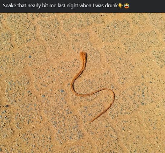 Snake that nearly bit me last night when was drunk