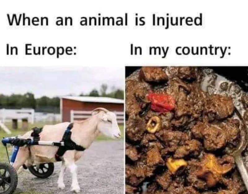 When an animal is injured in europe in my country