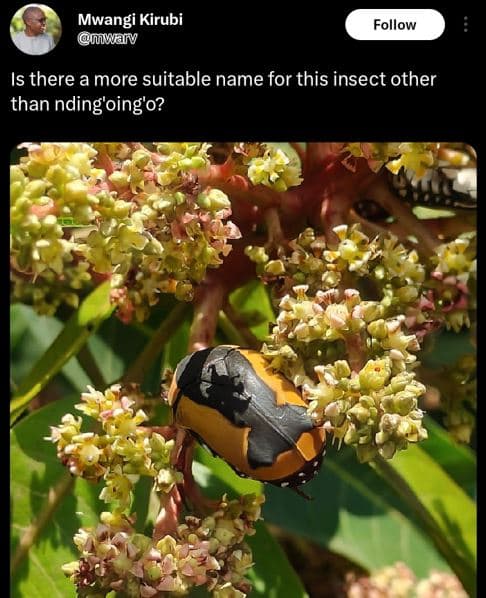Mwangi kirubi warv follow is there a more suitable name for this insect other th