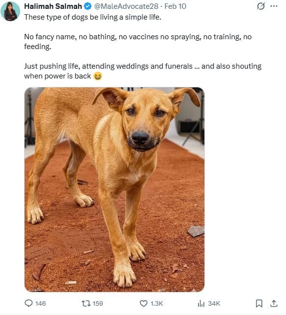 Halimah salmah maleadvocate28 feb 10 these type of dogs be living simple life no