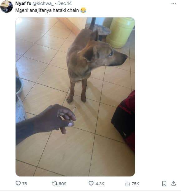 Nyaf fx kichwa dec 14 mgeni anajifanya hataki chain 0 75 ll 609 4.3k ılı 75k