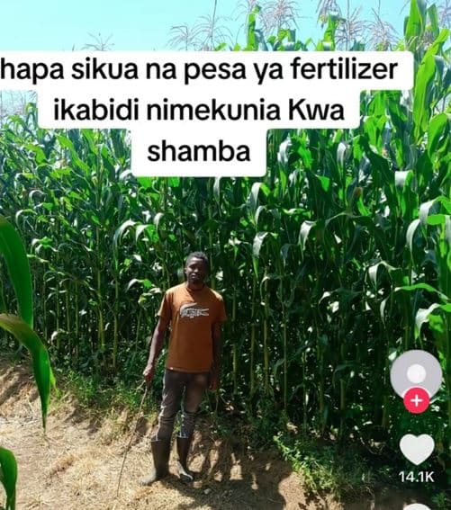 Hapa sikua na pesa ya fertilizer ikabidi nimekunia kwa shamba 14.1k