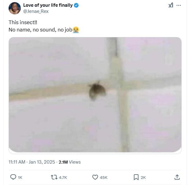 Love of your life finally jenae_rex this insectu no name no sound, no job 11.11