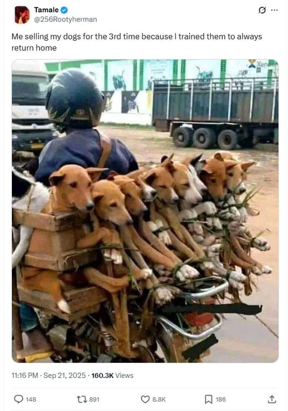 Tamale 256rootyherman me selling my dogs for the 3rd time because trained them t